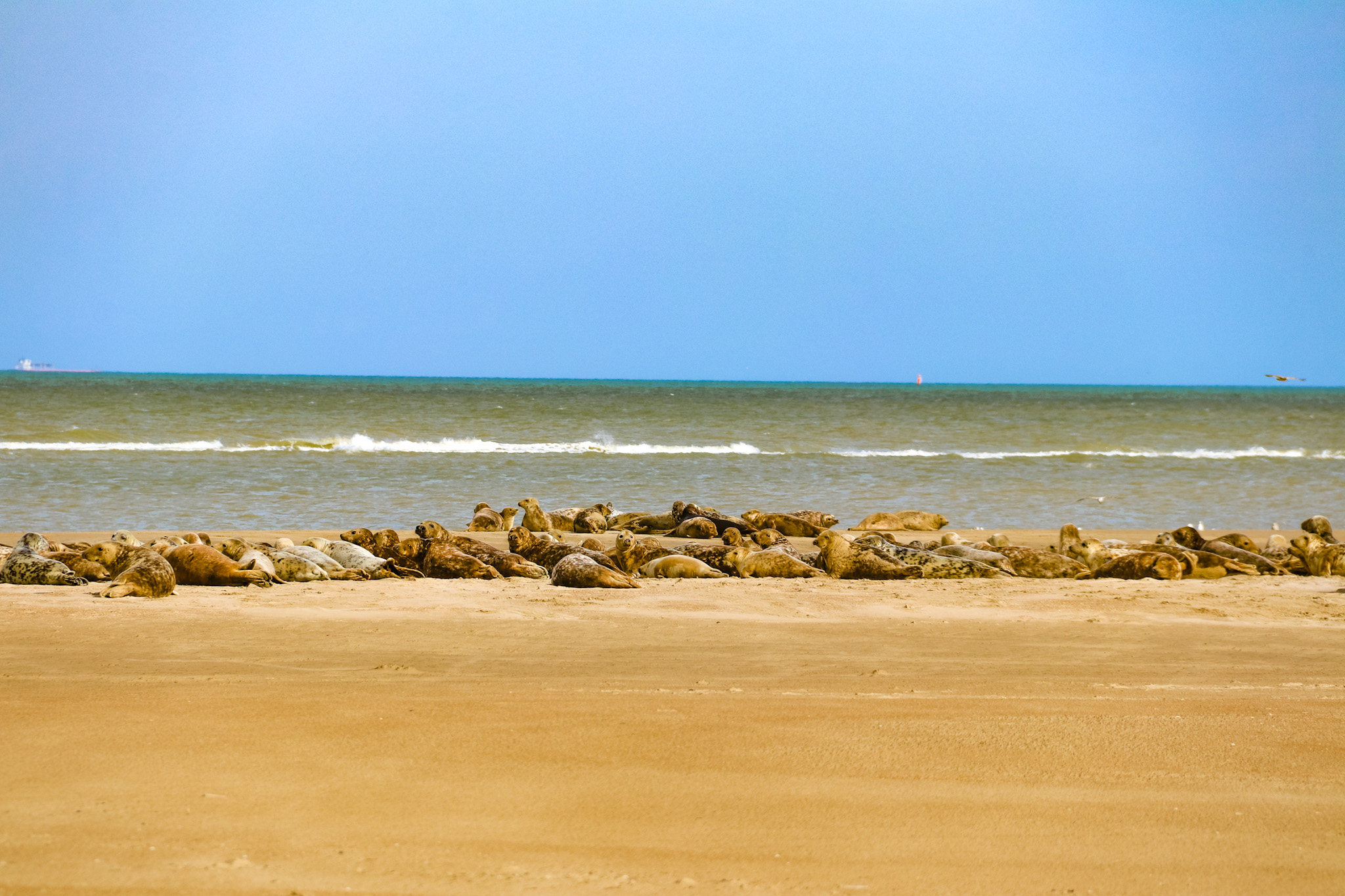 Balade Phare de Walde Côte d'Opale Calais