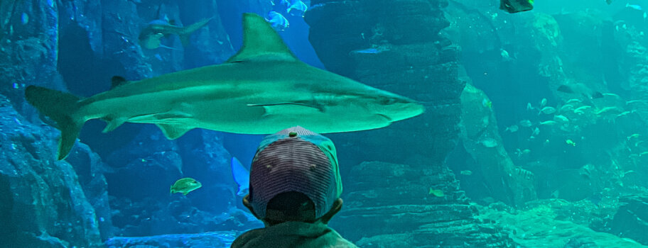 Nausicaa aquarium visite côte d'opale weekend activité famille