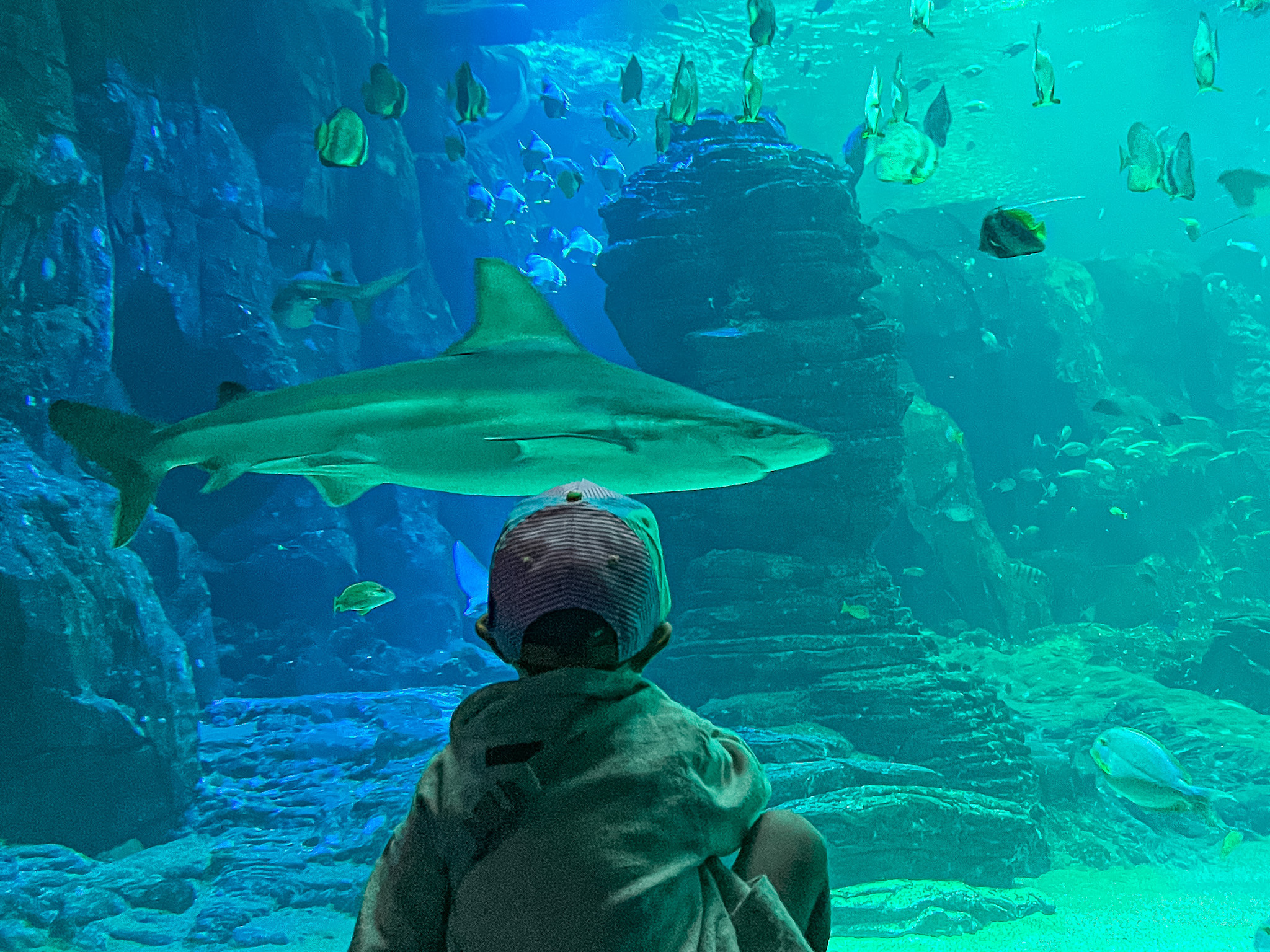 Nausicaa aquarium visite côte d'opale weekend activité famille